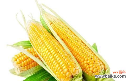 探究玉米在文化中的地位与作用 玉米的象征意义及品质