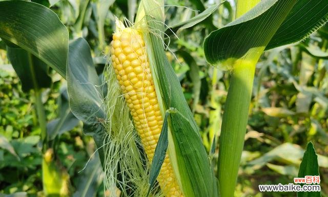 探究玉米在文化中的地位与作用 玉米的象征意义及品质