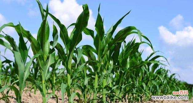 探究玉米在文化中的地位与作用 玉米的象征意义及品质