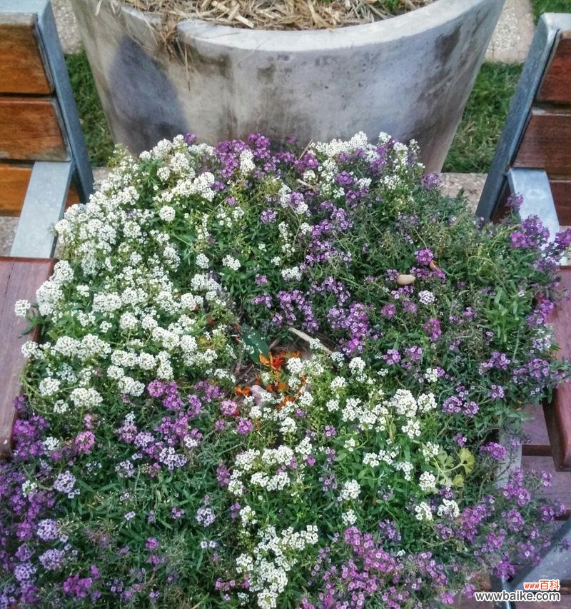 以香雪球为媒 花开香雪球，传递爱的花语