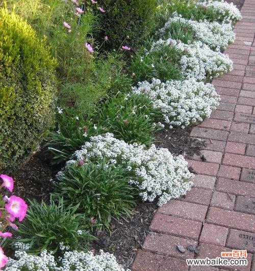 以香雪球为媒 花开香雪球，传递爱的花语