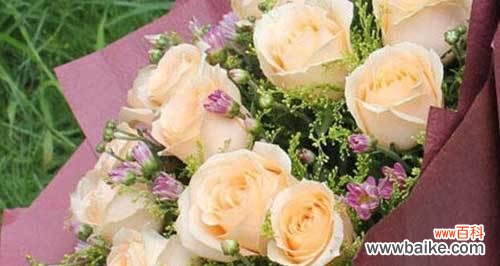 探寻香槟玫瑰的花语之美 香槟玫瑰花语的浪漫韵味