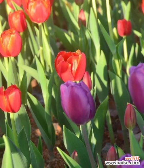探索紫色郁金香的花语和意义 紫色郁金香的花语——寓意高贵、神秘与热情