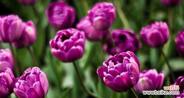 探索紫色郁金香的花语和意义 紫色郁金香的花语——寓意高贵、神秘与热情