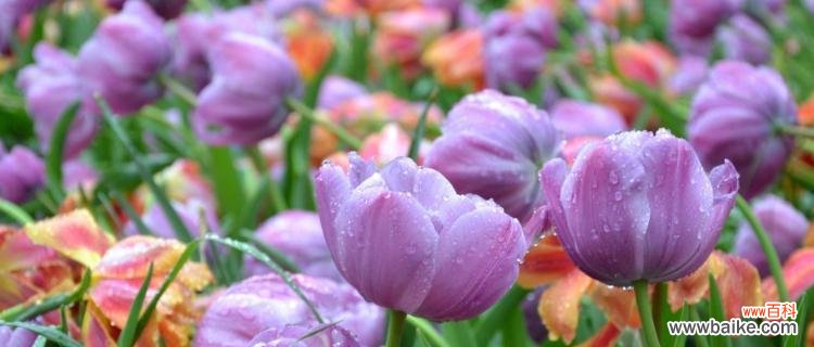 探索紫色郁金香的花语和意义 紫色郁金香的花语——寓意高贵、神秘与热情