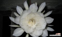 一朵绽放一晚的昙花 昙花花语的传说故事
