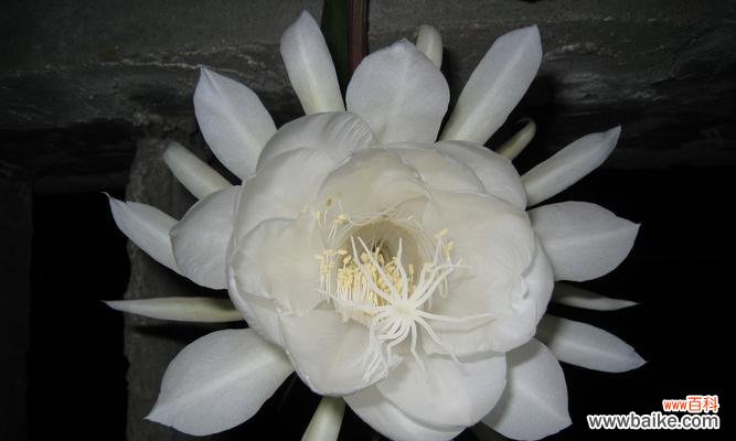 一朵绽放一晚的昙花 昙花花语的传说故事