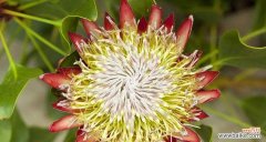 解读花语的绚丽芬芳 探寻花语之美