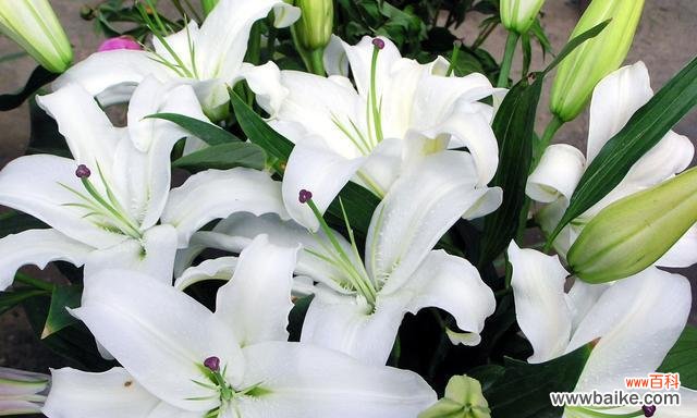 探寻百合花的深层含义与象征 百合花的花语及文化意义