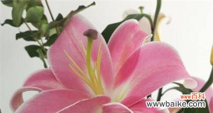 探寻百合花的深层含义与象征 百合花的花语及文化意义