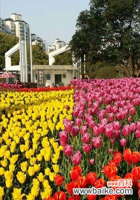 郁金香——荷兰的国花与爱情的使者 郁金香的象征义与美丽风采