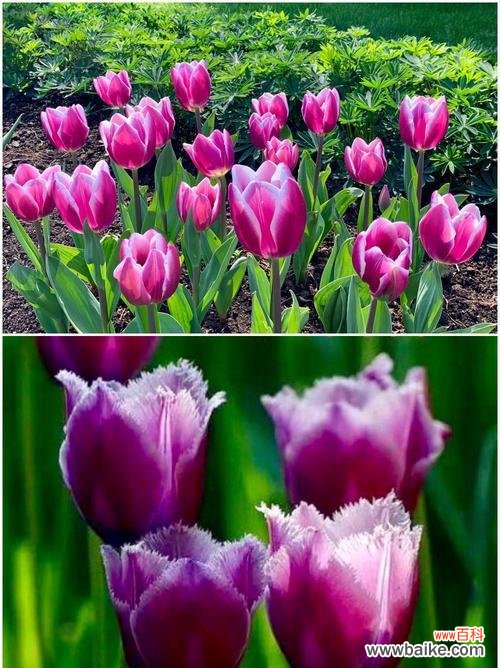 郁金香——荷兰的国花与爱情的使者 郁金香的象征义与美丽风采