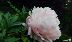 秋牡丹的花语解读及传递的情感 秋牡丹花语及其美丽代表的含义