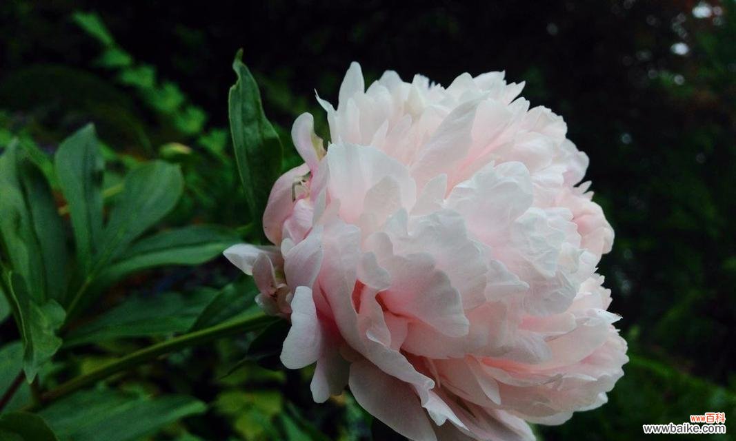 秋牡丹的花语解读及传递的情感 秋牡丹花语及其美丽代表的含义