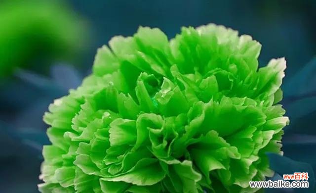 秋牡丹的花语解读及传递的情感 秋牡丹花语及其美丽代表的含义