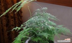 探秘文竹开花的奇迹与含义 文竹的开花时间和寓意