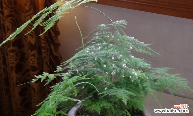 探秘文竹开花的奇迹与含义 文竹的开花时间和寓意