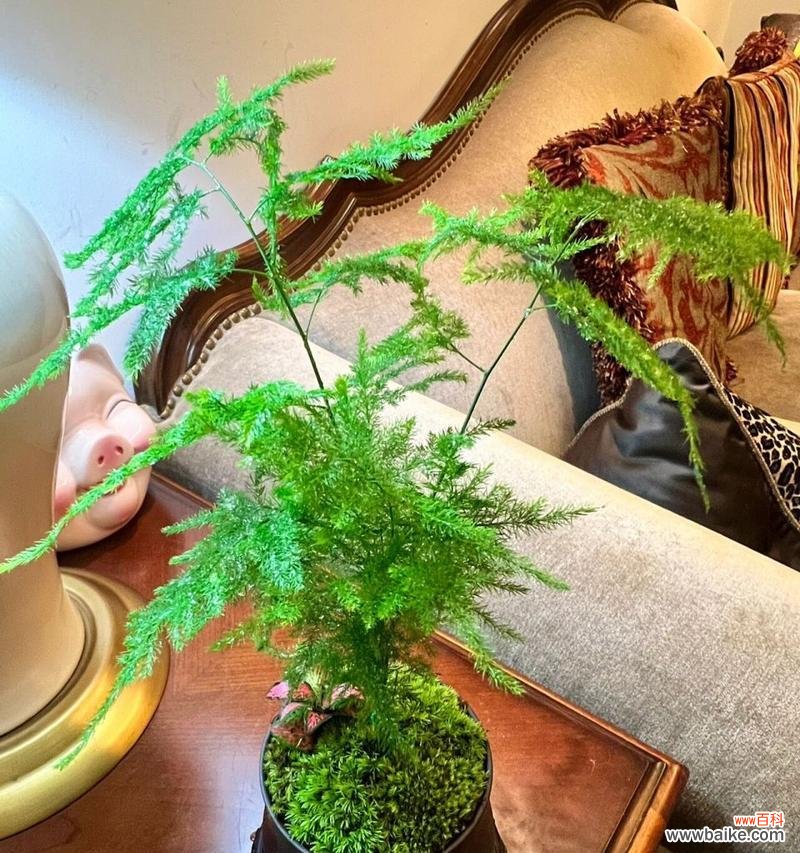 探秘文竹开花的奇迹与含义 文竹的开花时间和寓意