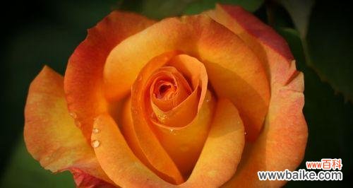 探究月季花的花语与象征意义 月季花语及其深层寓意解读