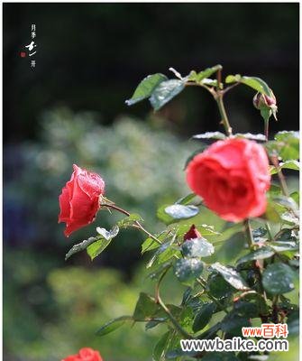 探究月季花的花语与象征意义 月季花语及其深层寓意解读