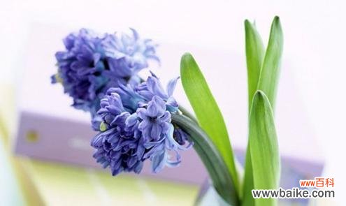 探寻风信子花语的美丽含义 风信子花语的深意