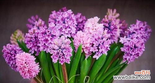 探寻风信子花语的美丽含义 风信子花语的深意