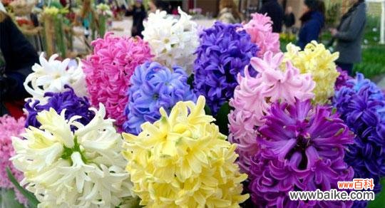 探寻风信子花语的美丽含义 风信子花语的深意