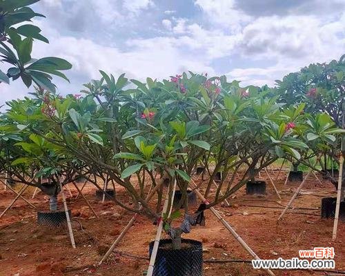 了解乔木胸径 乔木胸径的意义与应用