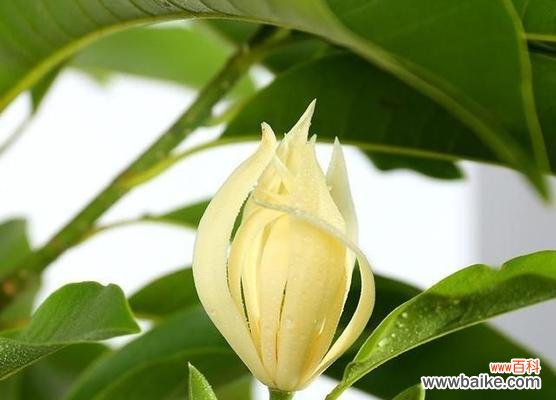 探秘白兰花的象征意义与魅力 白兰花的美丽与寓意