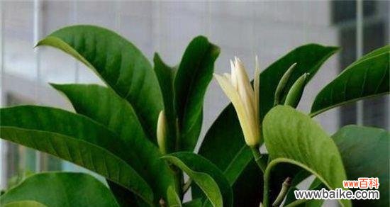 探秘白兰花的象征意义与魅力 白兰花的美丽与寓意