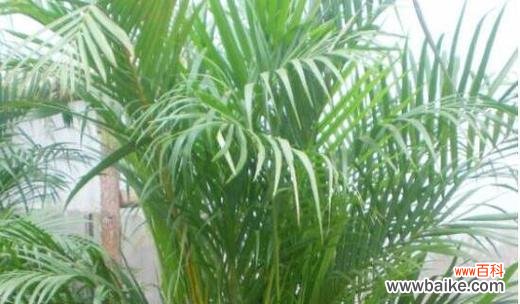 迎财富 凤尾竹的风水寓意及摆放位置