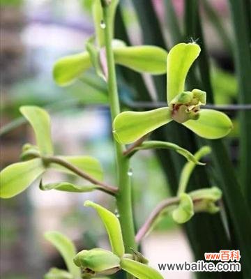 揭示蕙兰花独特的含义及象征 蕙兰花的花语和寓意