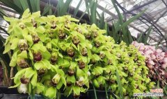 揭示蕙兰花独特的含义及象征 蕙兰花的花语和寓意