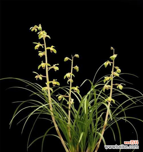 揭示蕙兰花独特的含义及象征 蕙兰花的花语和寓意