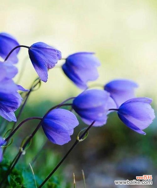 奋斗的花有哪些 花开奋斗，繁华绽放