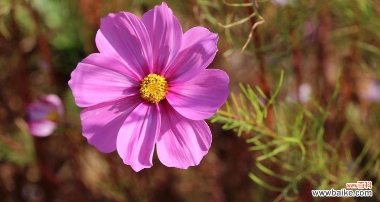 奋斗的花有哪些 花开奋斗，繁华绽放