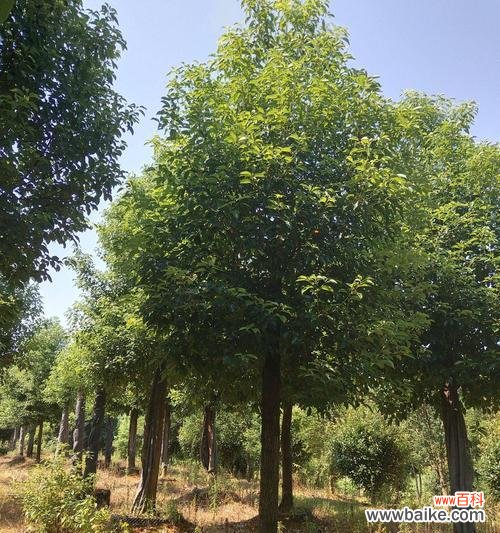 探秘全冠香樟的生长环境 全冠香樟——绿意盎然的庭园之宝