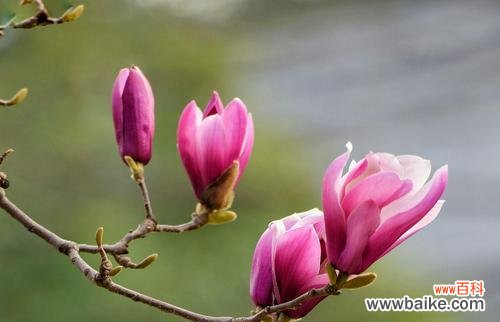 以紫玉兰花的寓意诠释坚韧与美丽 紫玉兰——秀雅坚韧之花