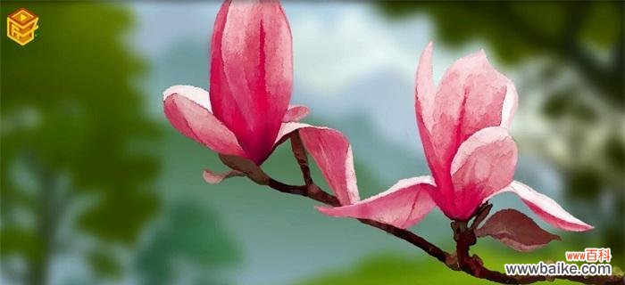 以紫玉兰花的寓意诠释坚韧与美丽 紫玉兰——秀雅坚韧之花