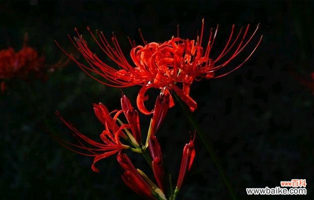 探寻曼陀罗华的意义与魅力 曼陀罗华花语之秘密花开