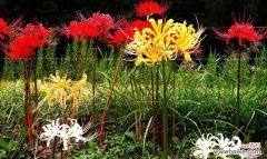 探寻曼陀罗华的意义与魅力 曼陀罗华花语之秘密花开