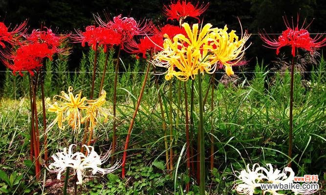 探寻曼陀罗华的意义与魅力 曼陀罗华花语之秘密花开