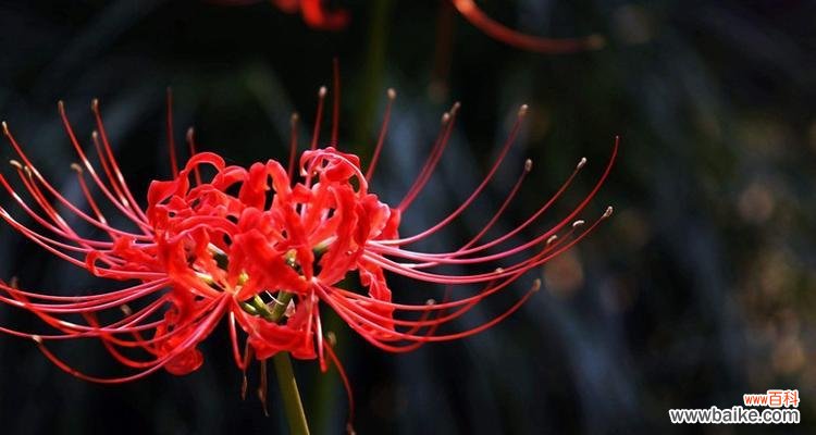 探寻曼陀罗华的意义与魅力 曼陀罗华花语之秘密花开