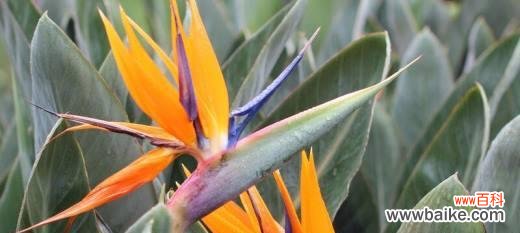 绽放的自由与渴望 天堂鸟的花语