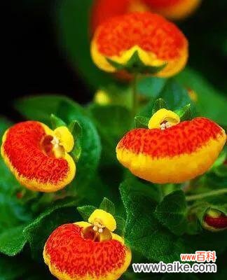 生命在枝头盛放 爱情至死不渝的植物