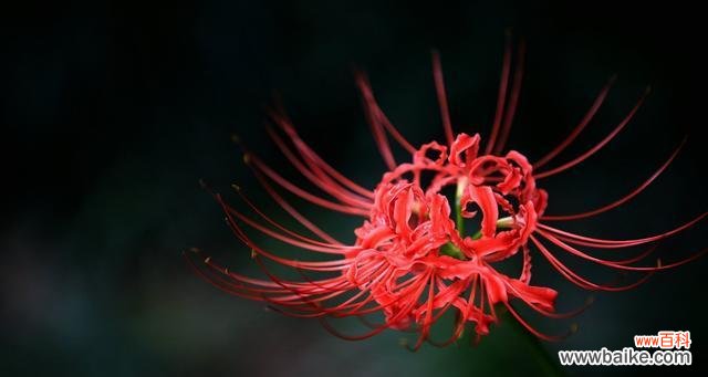 生命在枝头盛放 爱情至死不渝的植物