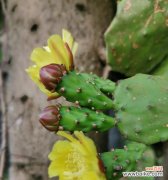 以茂盛的竹林为例探讨植物的坚韧生命力和象征意义 象征不屈的植物