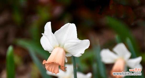 什么花代表自爱？花语中表达自爱的花卉有哪些？