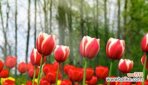 什么花代表自爱？花语中表达自爱的花卉有哪些？