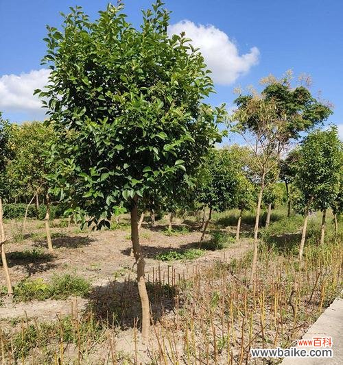 解读大叶女贞的风水意义与正确摆放位置 大叶女贞的风水寓意与摆放位置